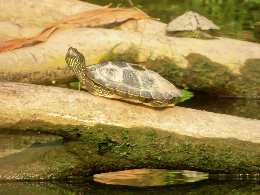 Turtle On A Log Photograph