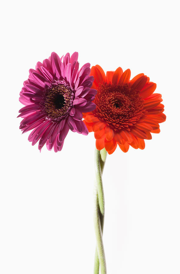 Two gerbera daisies intertwined #2 Photograph by Chris Ryan