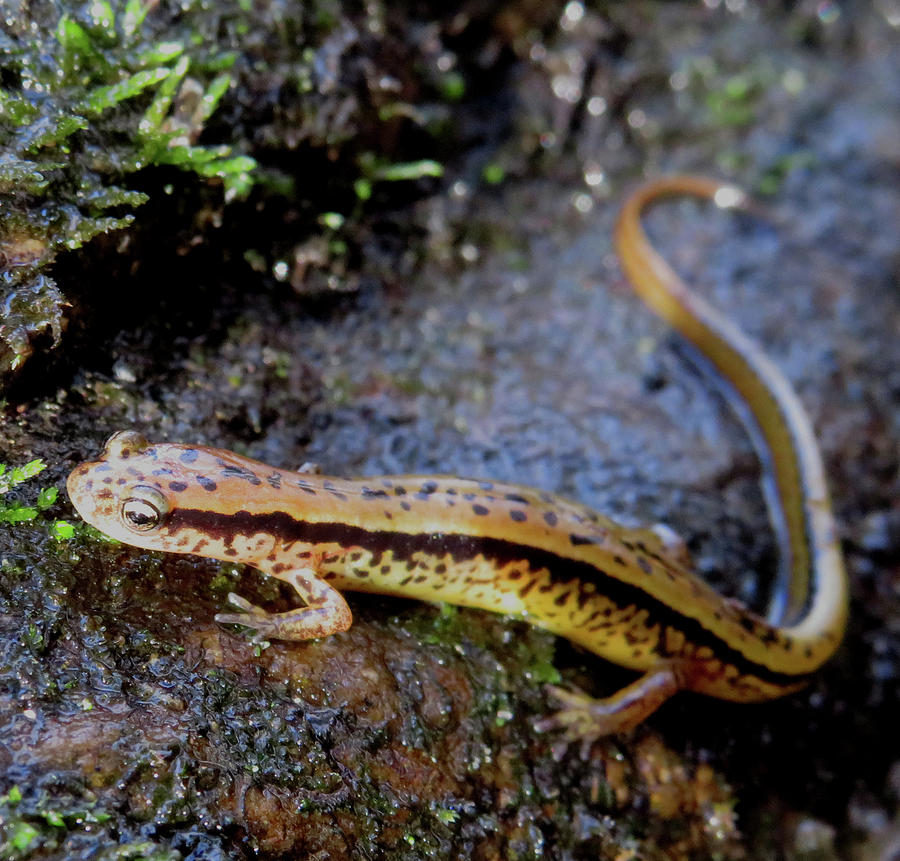 Two Lined Salamander #2 Photograph by Joshua Bales