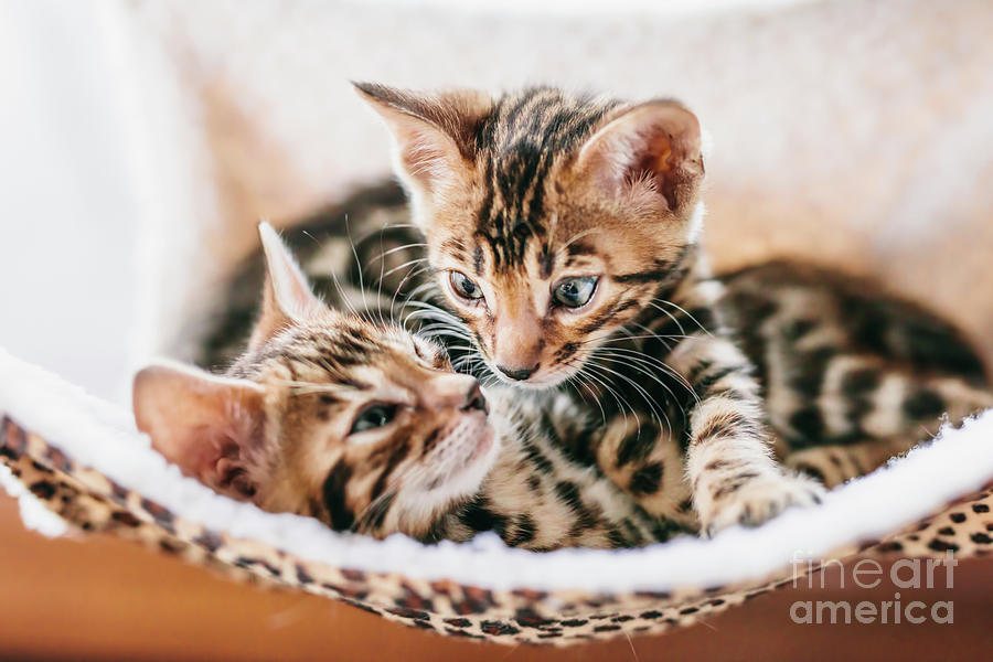 Two young Bengal cats resting on hammock. #2 Photograph by Michal Bednarek