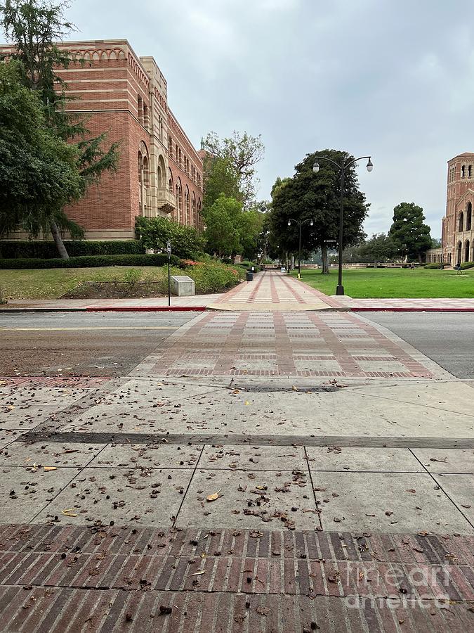 Ucla Kaplan Hall Royce Hall Dickson Plaza 2022 Photograph by John ...