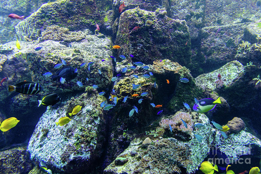 Underwater coral reef and fish #2 Photograph by Michal Bednarek