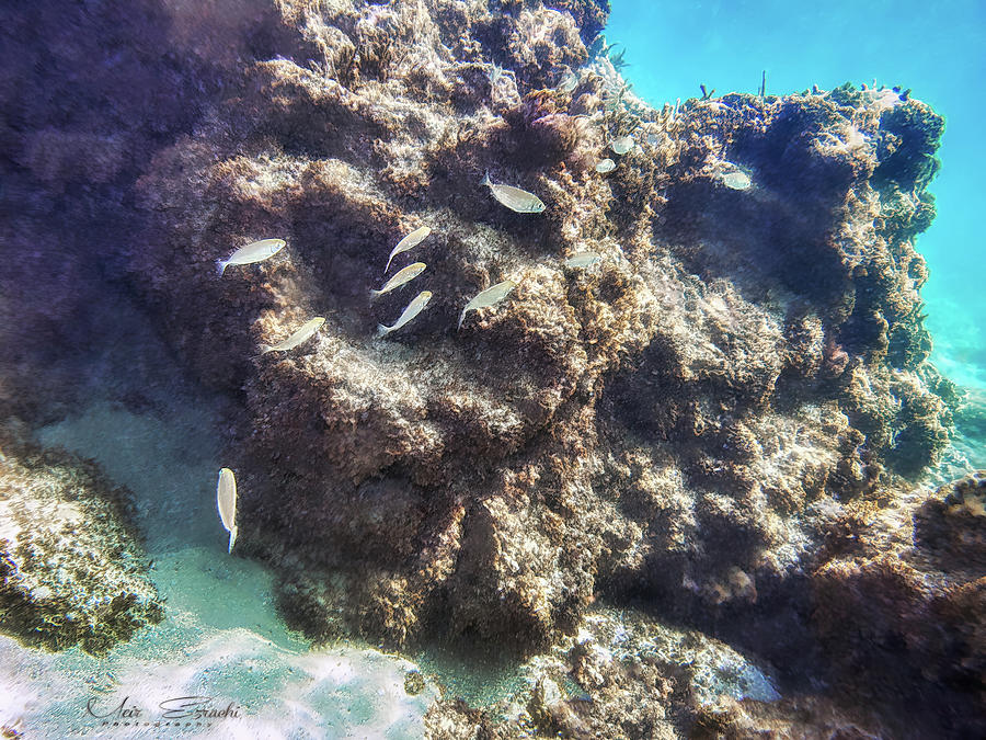 Underwater #2 Photograph by Meir Ezrachi