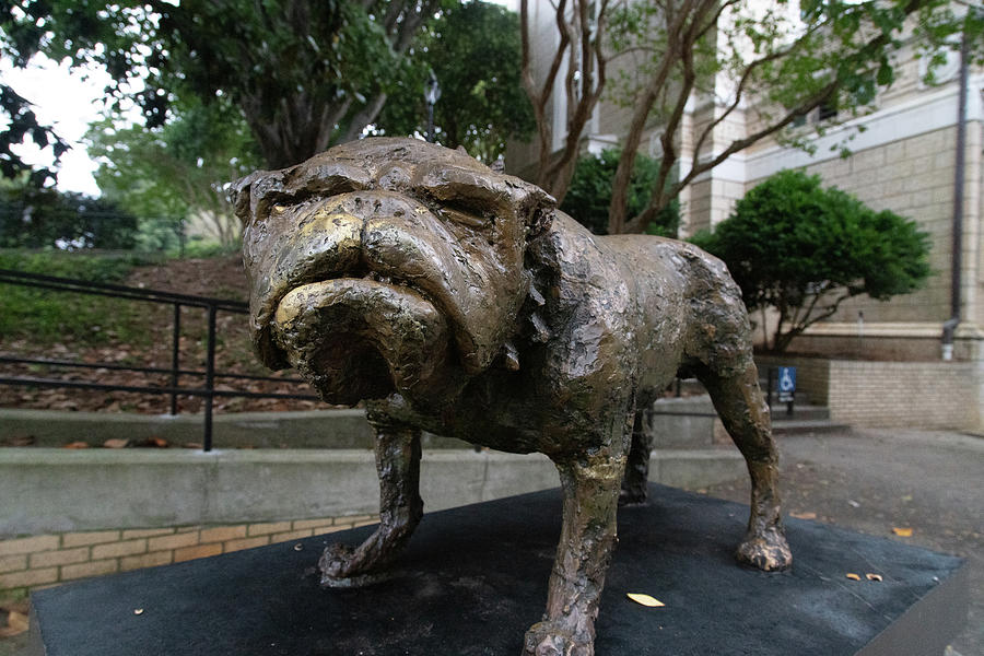 University of Georgia Bulldog statue #2 Photograph by Eldon McGraw