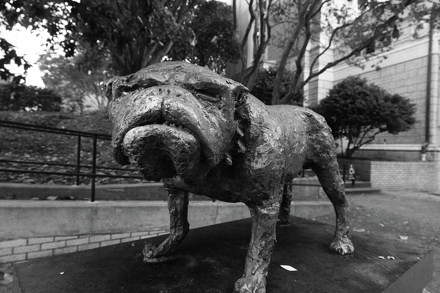 University of Georgia Bulldog statue in black and white #2 Photograph by Eldon McGraw