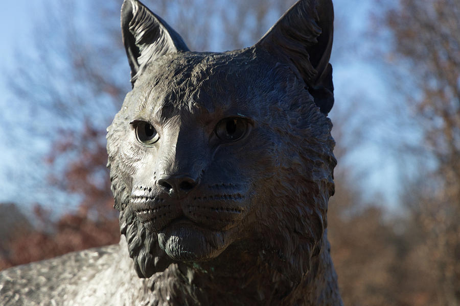 University of Kentucky Wildcat statue #2 Photograph by Eldon McGraw