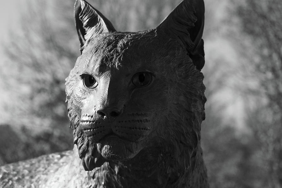 University of Kentucky Wildcat statue in black and white #2 Photograph by Eldon McGraw