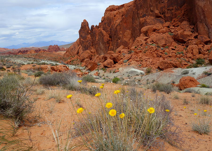Valley of Fire #2 Photograph by Donna Spadola
