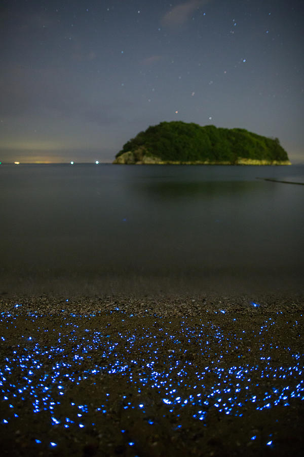 Vargula hilgendorfii or sea-fireflies on the beach #2 Photograph by Trevor Williams