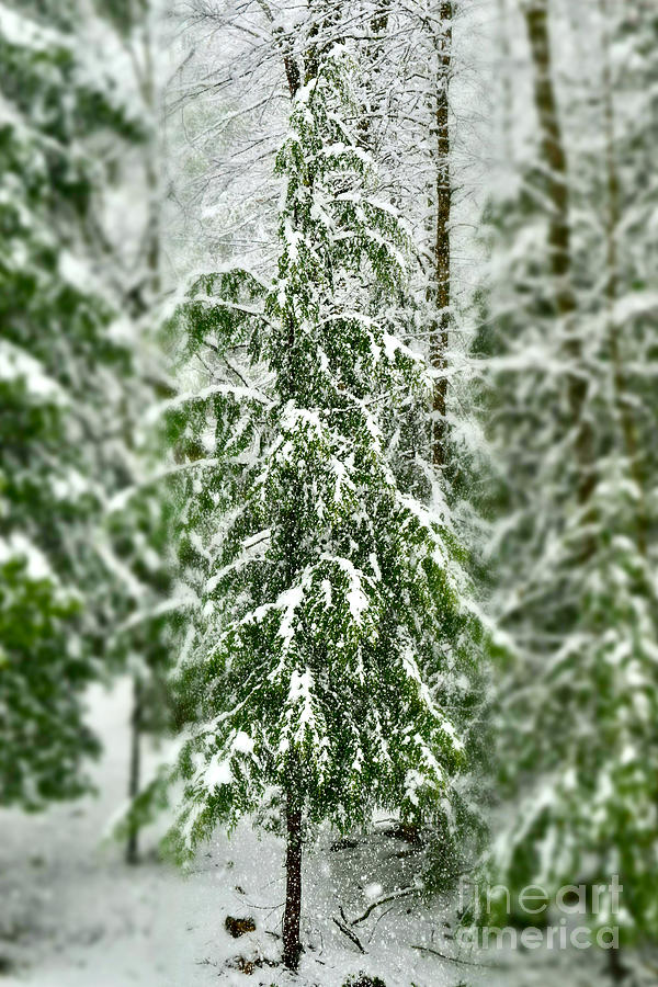 Narnia Snow Tree in Vermont Photograph by Debra Banks