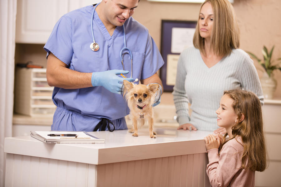 Veterinarian examines Chihuahua dog. Vaccination. Pet owners, family look on. #2 Photograph by Fstop123