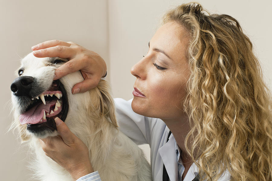 Veterinarian examining dog in office #2 Photograph by Hybrid Images
