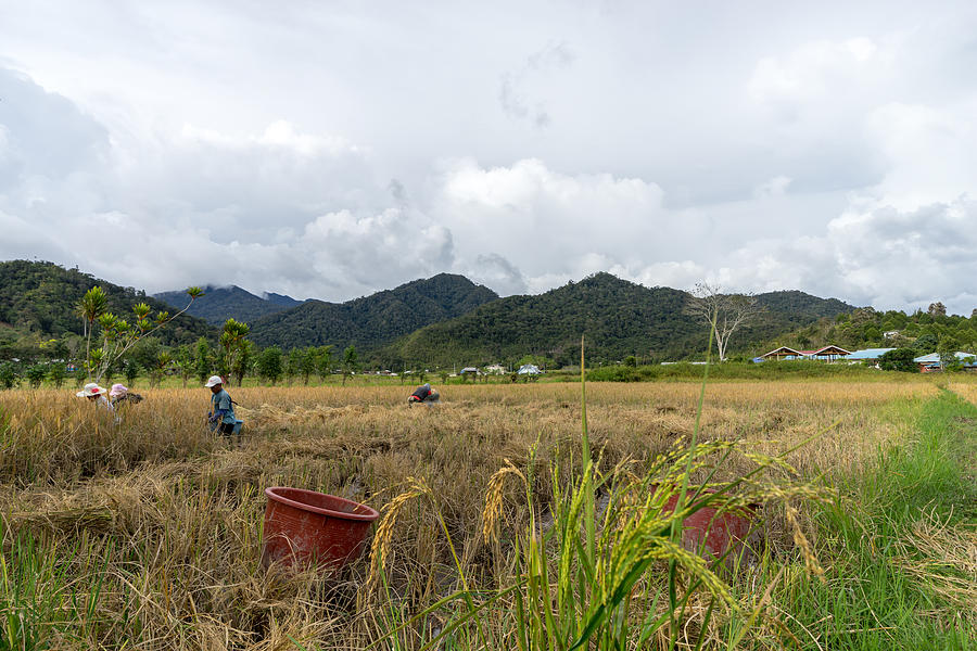 View of farmers at paddy field during harvest season in Bario, Sarawak - a well known place as one of the major organic rice supplier in Malaysia. #2 Photograph by Shaifulzamri