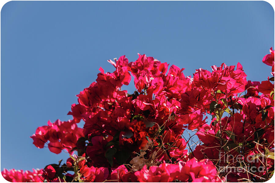 Vignetted Bougainvillea #2 Photograph by Robert Bales