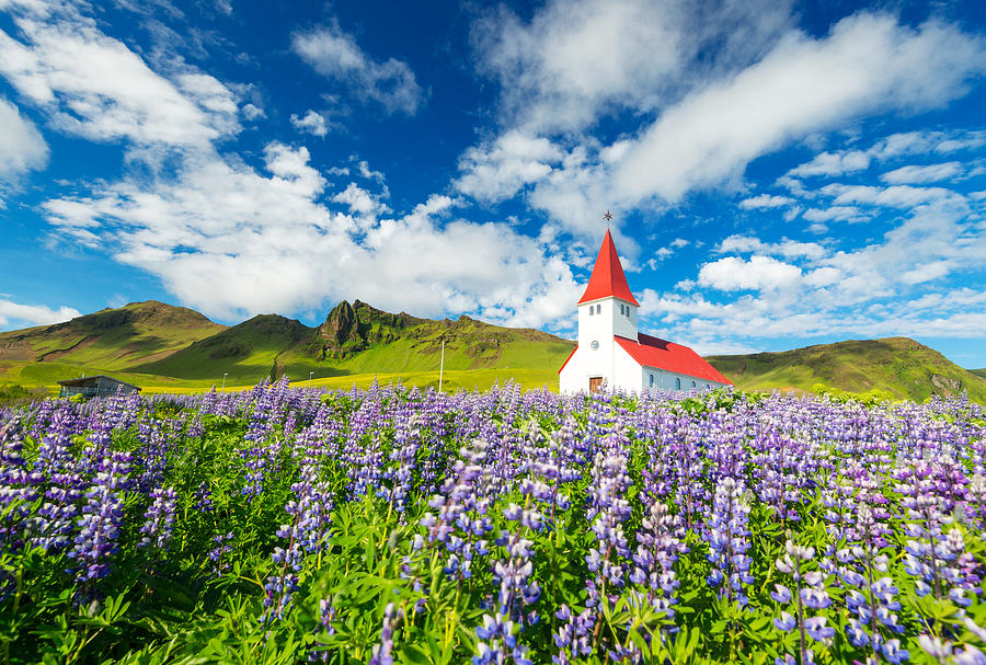 Vik Church and Lupines in Summer, Iceland #2 Photograph by Noppawat Tom Charoensinphon