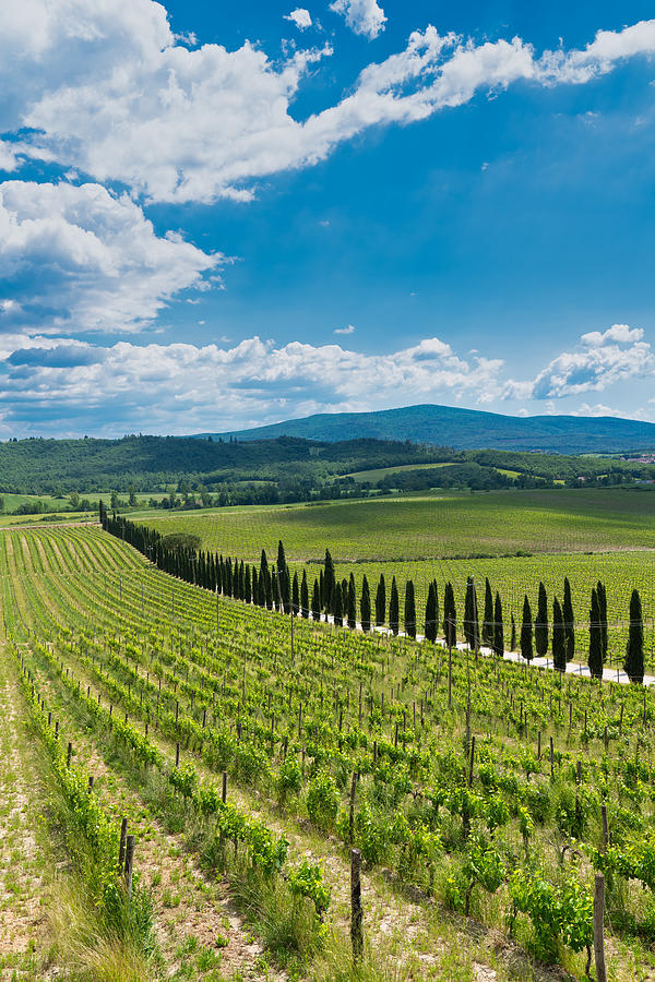 Vineyard, Tuscany, Italy #2 Photograph by Mauro Tandoi
