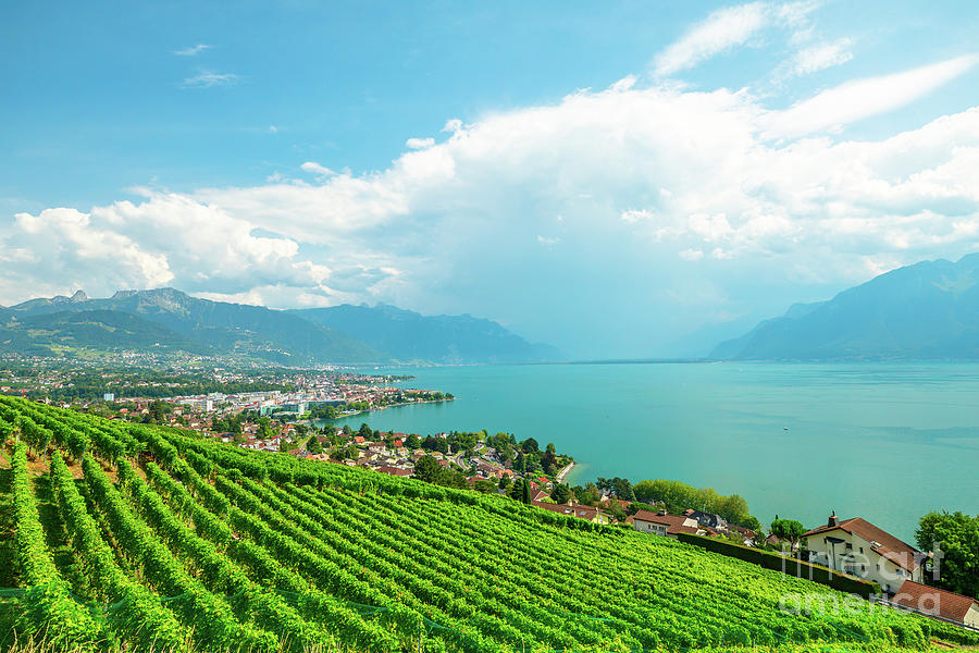 Vineyards of Lavaux #2 Photograph by Benny Marty