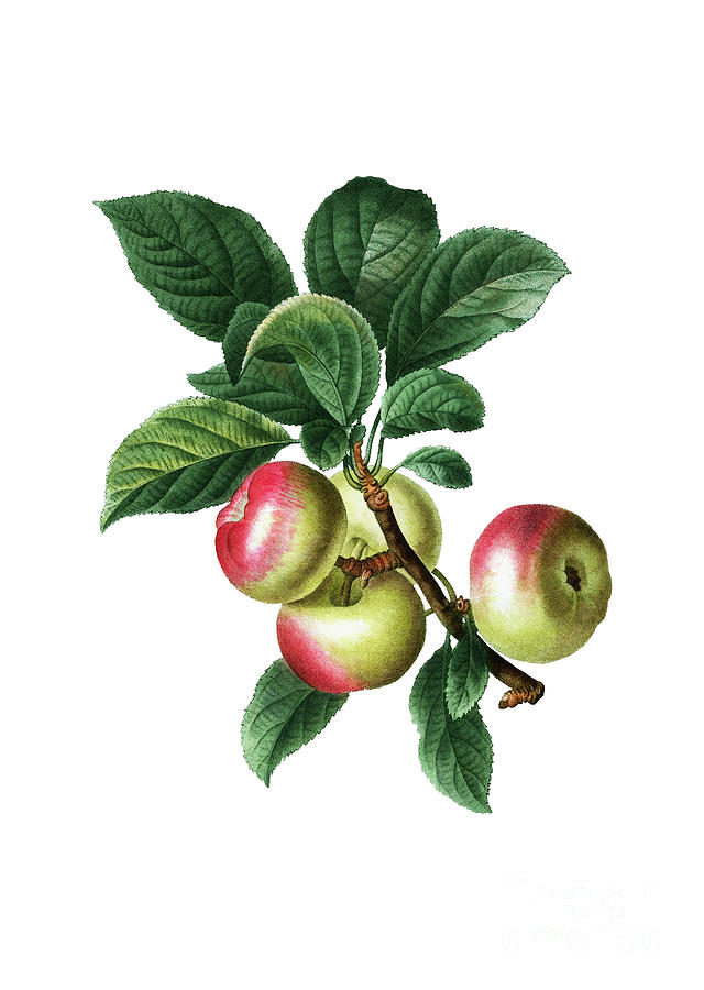 Vintage Apple Botanical Illustration On Pure White Mixed Media By Holy 