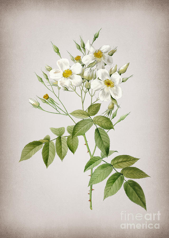 Vintage Blooming Musk Rose Botanical Illustration on Parchment #2 Mixed Media by Holy Rock Design