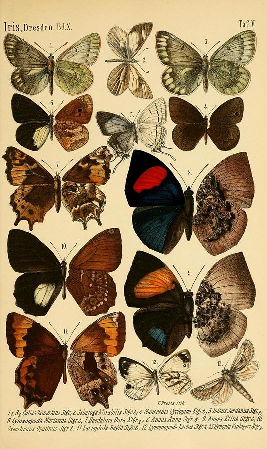 Vintage Butterfly Illustrations #2 Mixed Media by World Art Collective