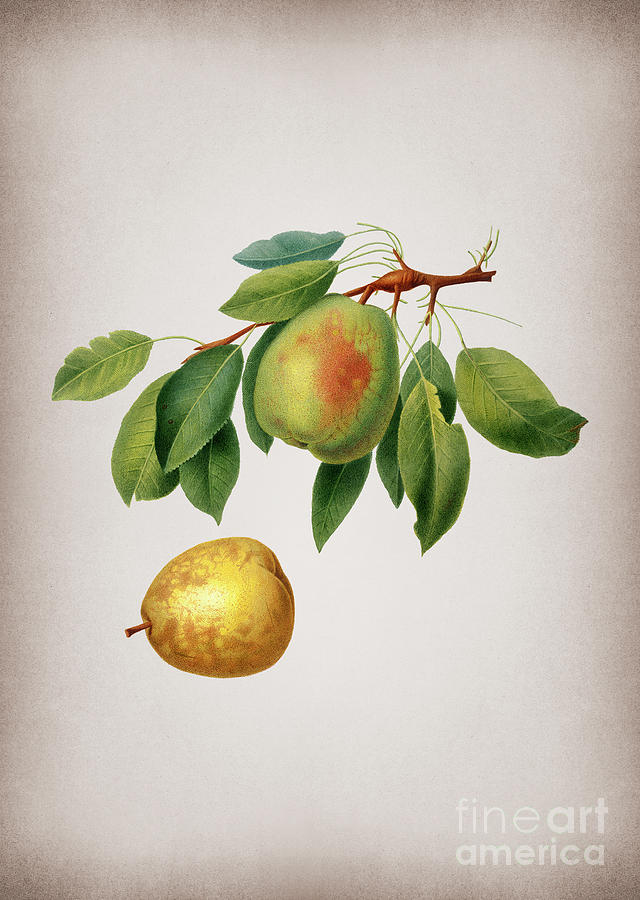 Vintage Pear Botanical Illustration on Parchment Mixed Media by Holy