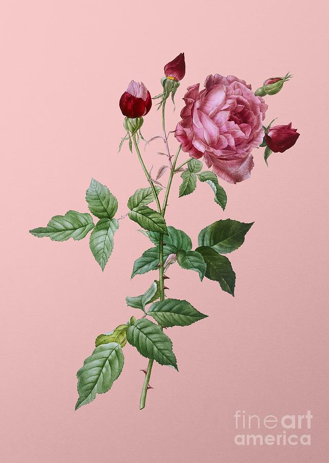 Vintage Provence Rose Botanical Illustration on Pink #3 Painting by Holy Rock Design