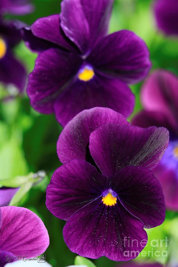 Viola named Sorbet XP Purple Photograph by J McCombie | Fine Art America