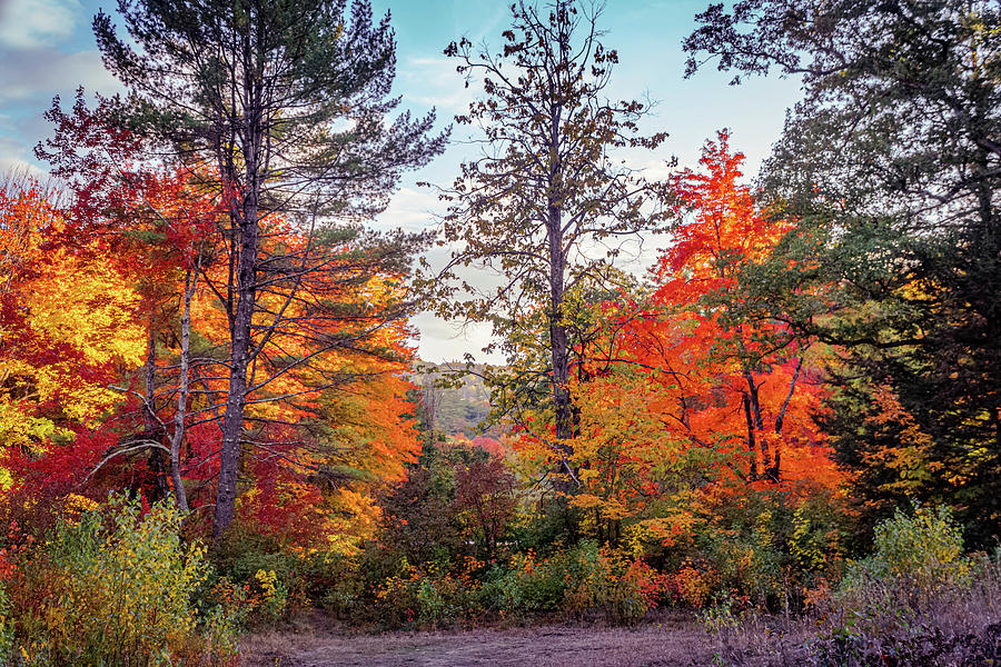 Vivid autumn colors #2 Photograph by Lilia S