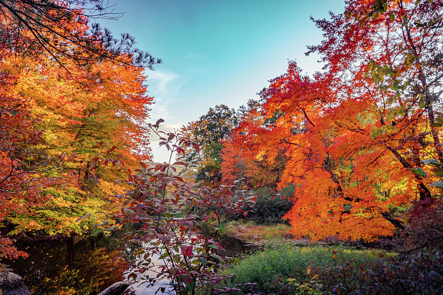 Vivid colors of autumn 3 Photograph by Lilia D