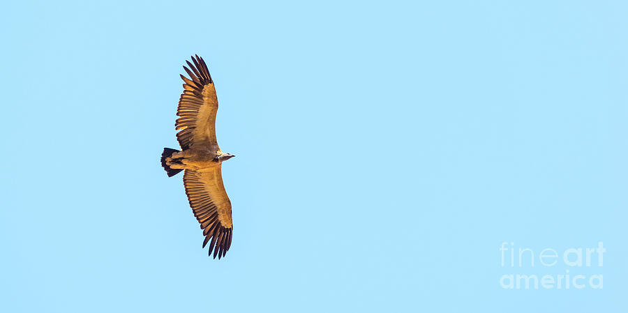 Vulture Flying Overhead #2 Photograph by THP Creative