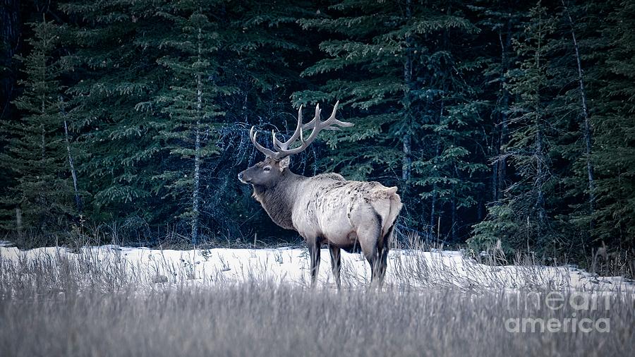 Wapiti Elk #2 Photograph by Thomas Nay