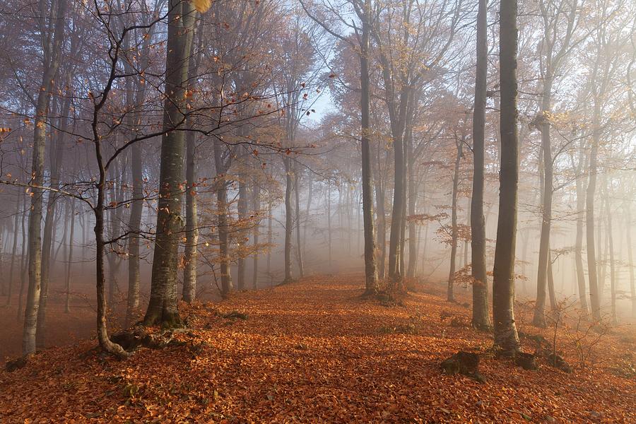 Warm sunset light in foggy forest during autumn #2 Photograph by Toma Bonciu