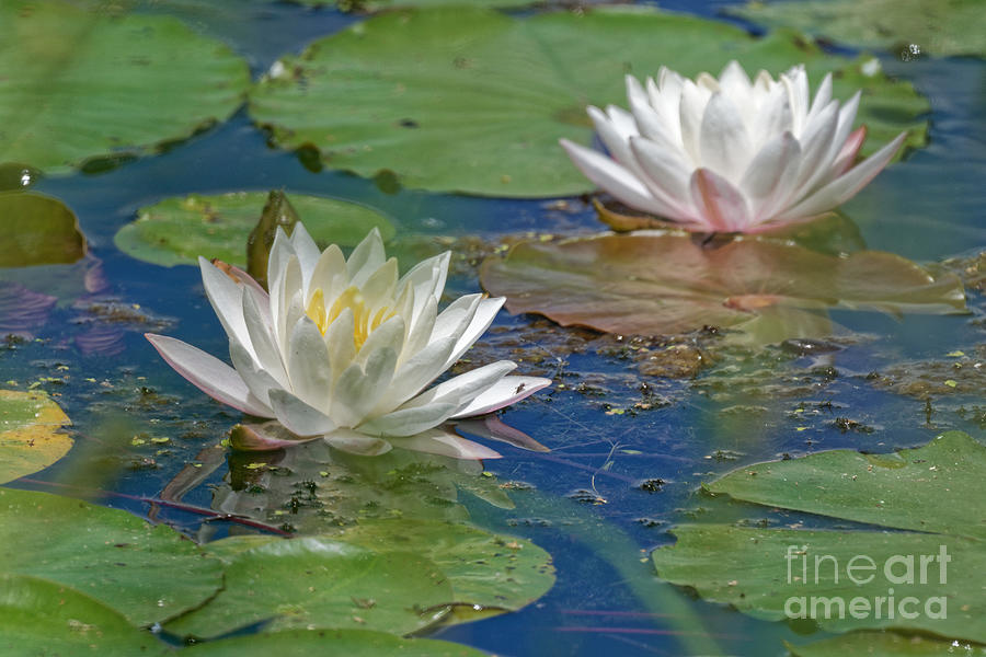 Water Lilies #2 Photograph by Paul Mashburn