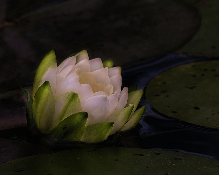 Water Lily #1 Photograph by Deborah Ritch