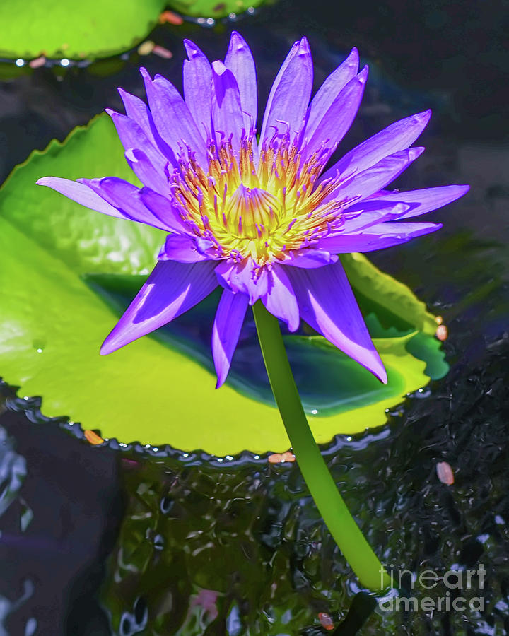 Water Lily #2 Photograph by Olga Hamilton
