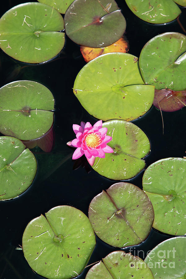 Water Lotus-0211 Photograph by James Baron