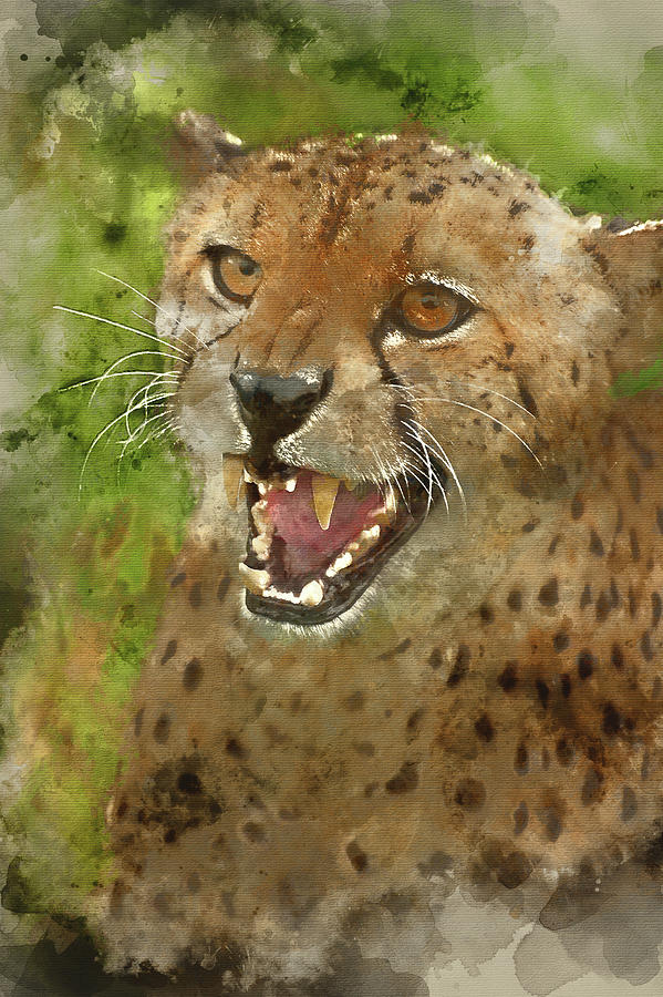 Watercolor Painting Of Cheetah Acinonyx Jubatus Big Cat Digital Art