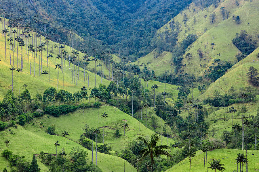 Wax palms in Cocora Valley #2 Photograph by Kelly Cheng