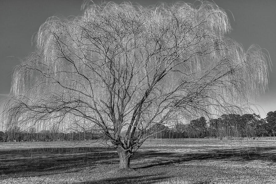 Weeping Willow Tree #3 Photograph by Jerry Gammon