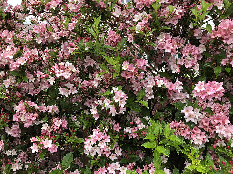 Weigela florida Pink Poppet #2 Photograph by Feifei Cui-Paoluzzo