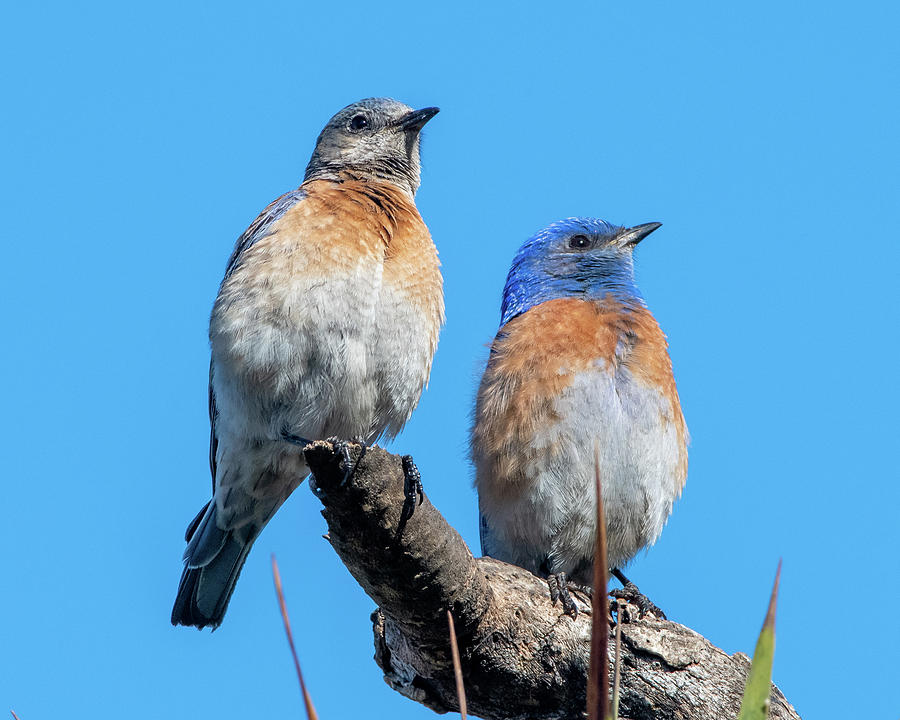 Western Bluebird Couple #3 Photograph by Ken Stampfer