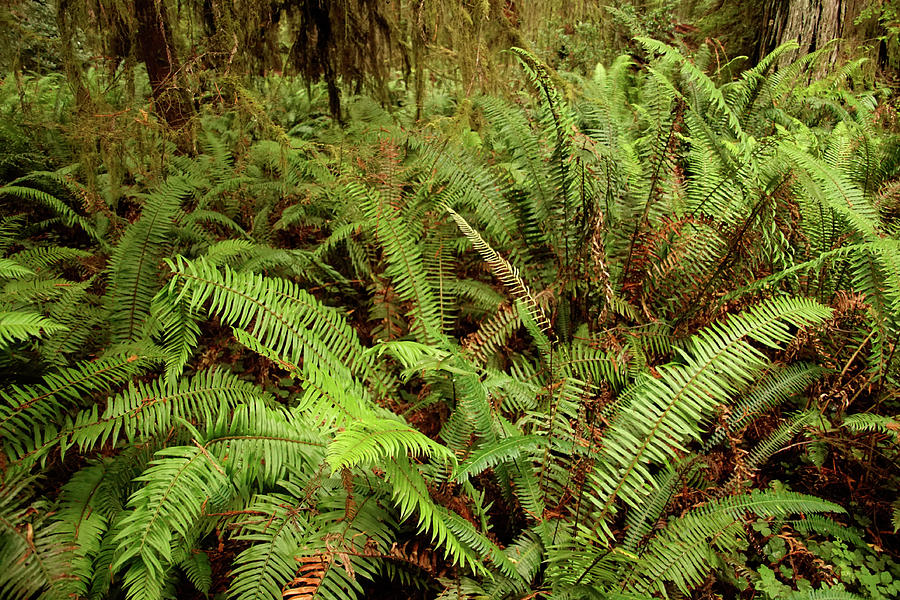 Western Sword ferns in the undergrowth of redwood forest #2 Photograph by Steve Estvanik