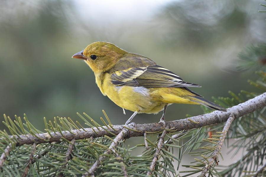 Western Tanager #2 Photograph by Ben Foster
