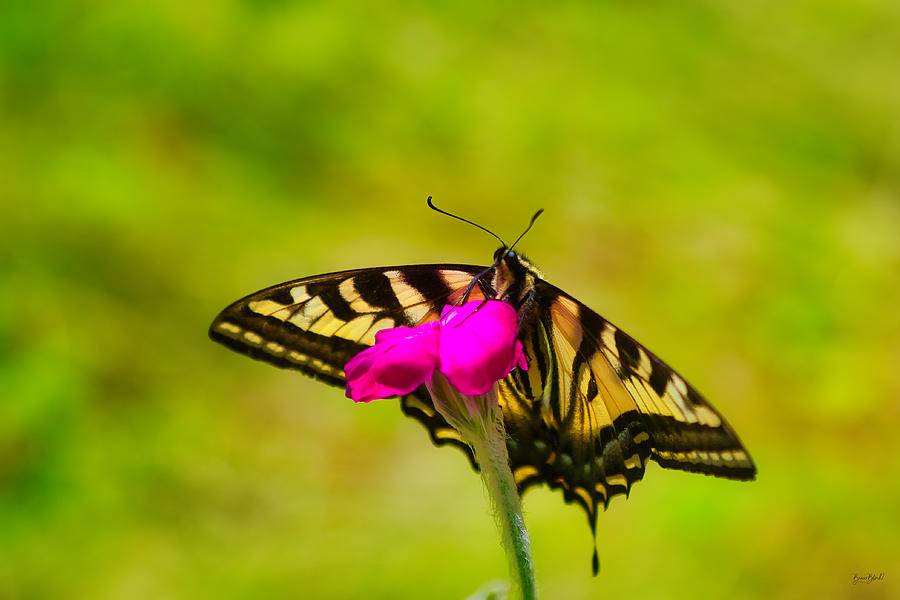 Western tiger Swallowtail butterfly #2 Photograph by Bruce Block