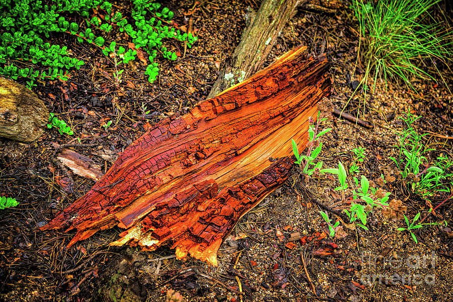 Wet Wood #2 Photograph by Jon Burch Photography