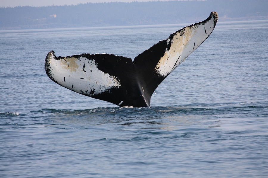 Whale tail #2 Photograph by David Matthews