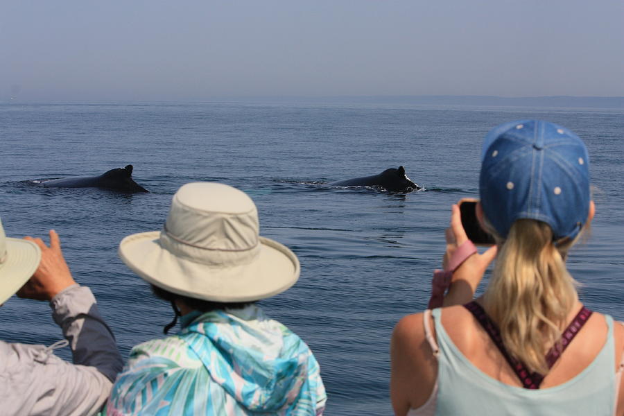 2 Whales  Photograph by David Matthews