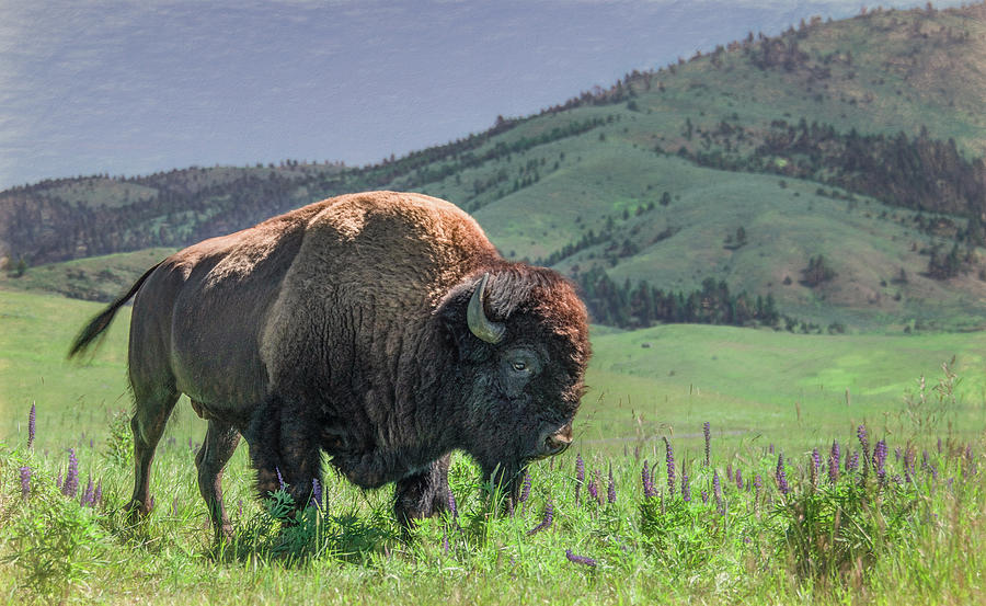 Where the Buffalo Roam, Montana Photograph by Marcy Wielfaert