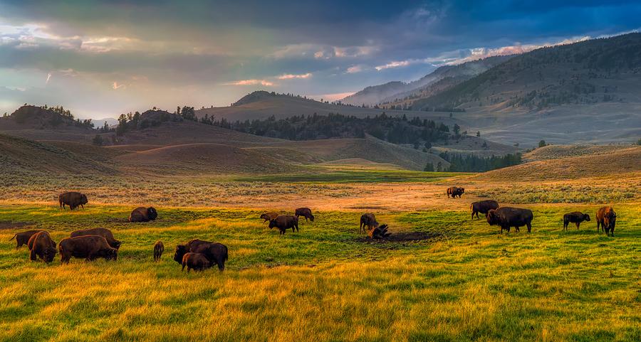 Where The Buffalo Roam #2 Photograph by Mountain Dreams
