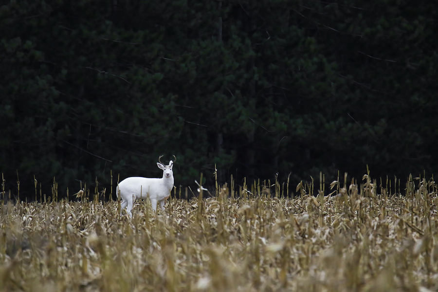 White Buck #2 Photograph by Brook Burling